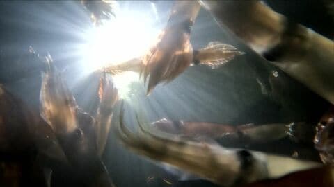 【スルメイカ再開か】禁漁中の小型船スルメイカ釣り漁_知事管理の漁獲枠を各漁法に振り分ける方向で話し合い進む_出漁再開の可能性も_採捕停止命令の解除が焦点に