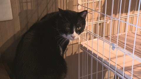 火災で助かった保護猫29匹、新たな家族との出会いを待つ　譲渡会に支援の輪広がる