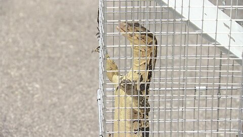 「道路にトカゲかワニ...」 7時間かけ捕獲成功 福岡
