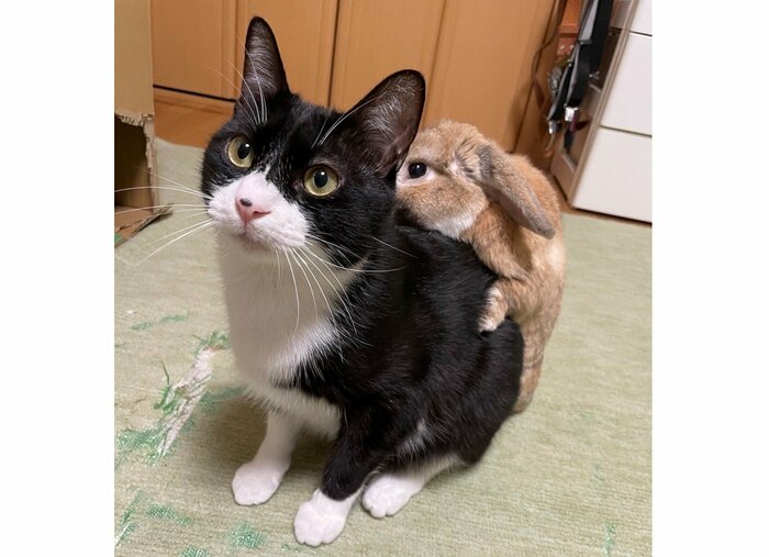 以前もリュックのようにくっついていた
