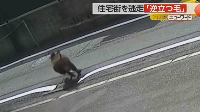 Uターンするイノシシ(視聴者撮影)