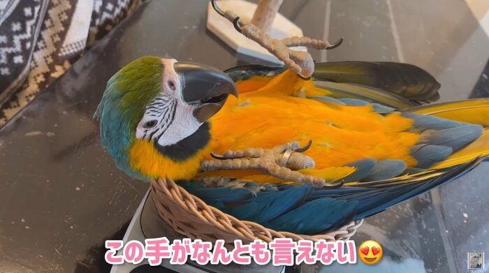 くーちゃん独特だという体重測定の方法