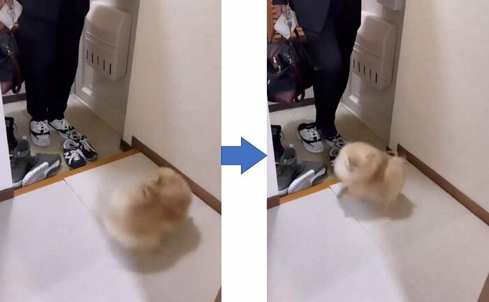 「おかえりなさい!」と大興奮でパパさんを歓迎するなごみちゃん