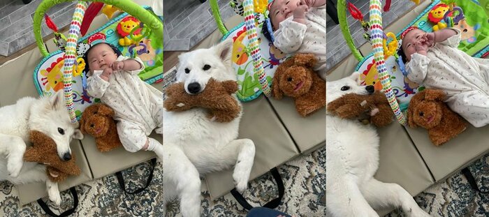 パペット人形と見た目がそっくりな犬用おもちゃをくわえたすずらんちゃん(提供:つくしとすずらんさん)