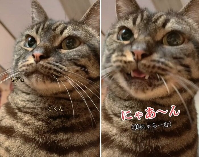 お口を「もにょっ」と動かすのもクセ?