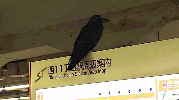 地下鉄の駅構内にカラスが(撮影:視聴者)