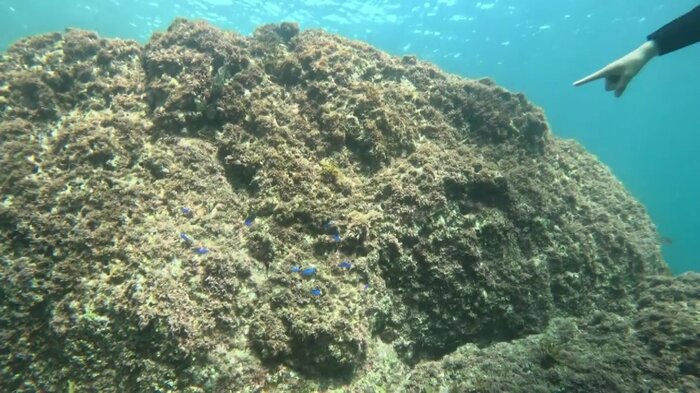 指さす先に熱帯魚