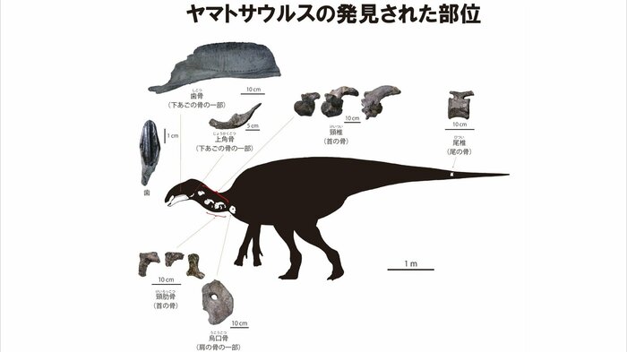 見つかったヤマトサウルスの骨とその部位(シルエット:増川玄哉氏)