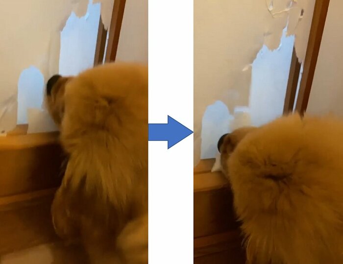 約2カ月半頃 いたずらの原点 障子をかじって引きちぎる