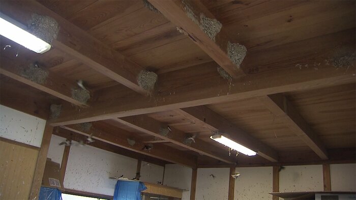 長屋や倉庫の軒下に作られたツバメの巣