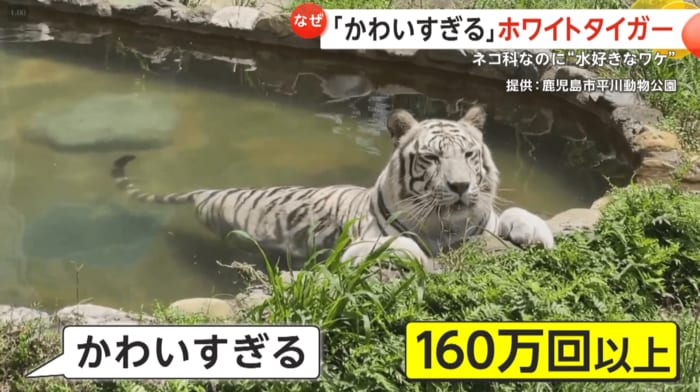 気持ちよさそうな表情のメイ。動画は160万回以上再生された。