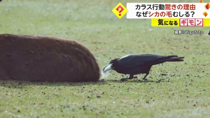 同じようにシカのお尻をむしり始めたが…
