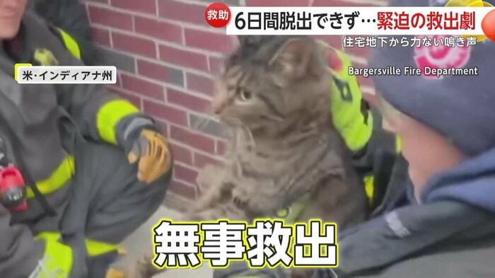 ぼうぜんとした様子で救助されたネコ