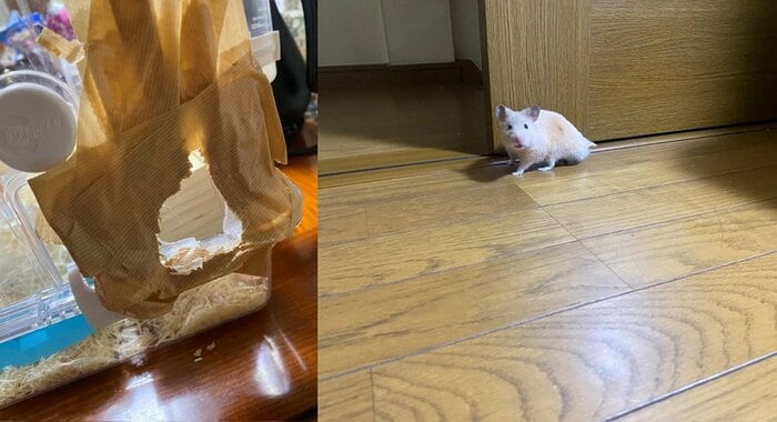 ガムテープで応急処置しても、再び脱走していたという