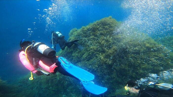 ウミウシを目当てに県外からダイバーが訪れる