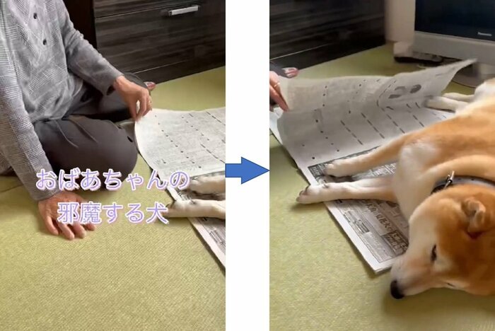 左:新聞を読みたいおばあちゃんだが… 右:新聞の上には福くんが