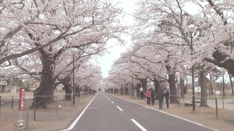 優しく・力強く　訪れる人を出迎える桜のトンネル　富岡町・夜の森の桜並木《ふくしま桜紀行2025》&lt;br /&gt;｜FNNプライムオンライン