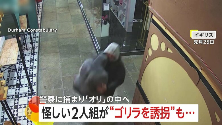 “ゴリラ誘拐”で逮捕された2人組が「オリの中」に…ゴリラは無事保護　通報受けた警察が男の自宅を捜索して発見　イギリス｜FNNプライムオンライン