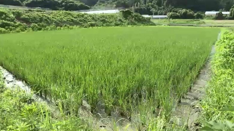 備蓄米の在庫減り…「今年の新米」早くも争奪戦か　福岡産の販売価格“去年の2倍”も　秋以降は5キロ3800～3900円で落ち着くか｜FNNプライムオンライン