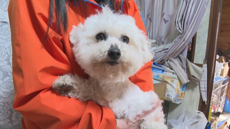 「この犬、皮膚病…ひどい」「人間の価値観で仕事をさせられ…」行き場を失った『繁殖犬』　ブリーダーが繁殖のために飼育、出産を繰り返し引退　「命を救いたい」「愛され幸せな余生を」ボランティアの思い｜FNNプライムオンライン