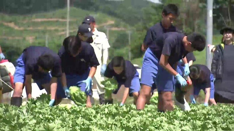 中学生がレタスの収穫体験　生産量東北一を誇る岩手・一戸町｜FNNプライムオンライン