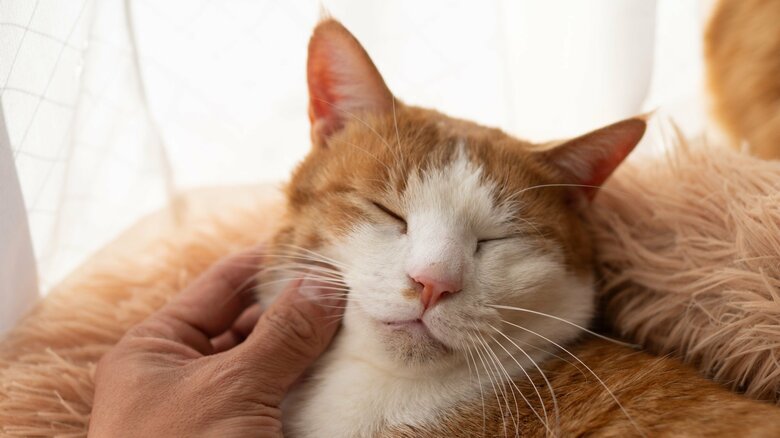 のどをゴロゴロ鳴らすのは「甘え」だけではない。遺伝子からわかった「甘えるくせに攻撃もする」猫の複雑な心理｜FNNプライムオンライン