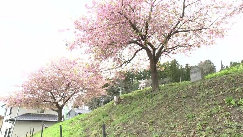 「桜ライン」津波到達地点に桜を植樹　教訓を後世に…約170kmに1万7000本の計画【岩手発】