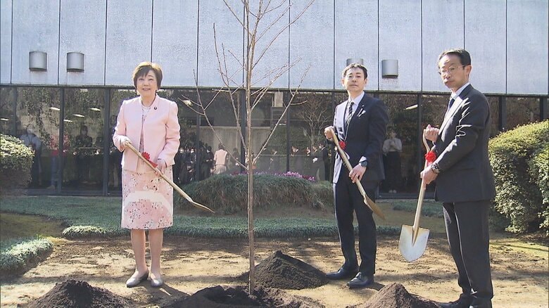 経済産業省の中庭に“福島復興のシンボル”　浪江町で育った「大漁桜」を植樹｜FNNプライムオンライン