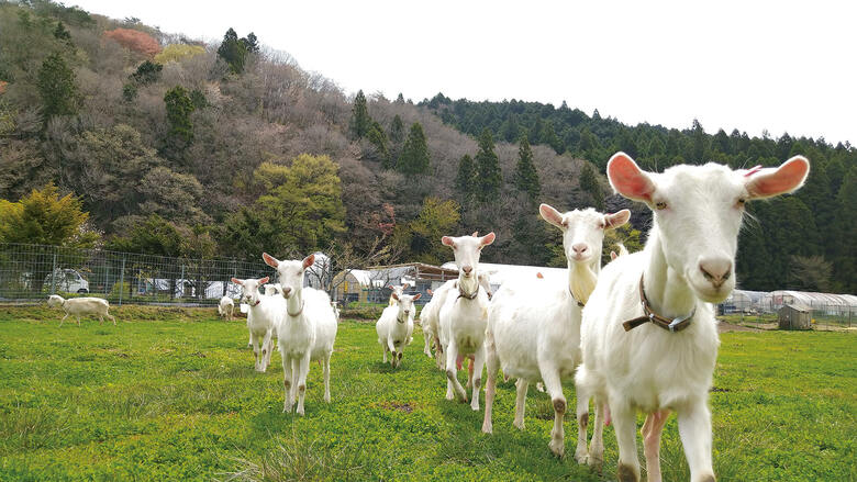 ヤギの寿命は10～12年。3カ月ほどで離乳し、7～8カ月で最初の発情を迎える（『ヤギと暮らす』より 写真／石井沙苗）