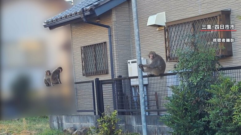 三重・四日市市 ファンスに腰掛ける3匹のサル