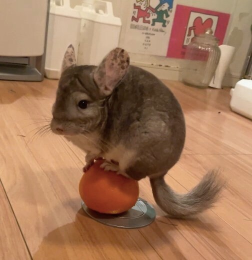 提供：おもちさん