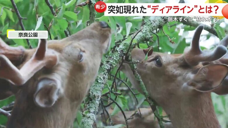 上を向いて、木の葉っぱを食べるシカの様子