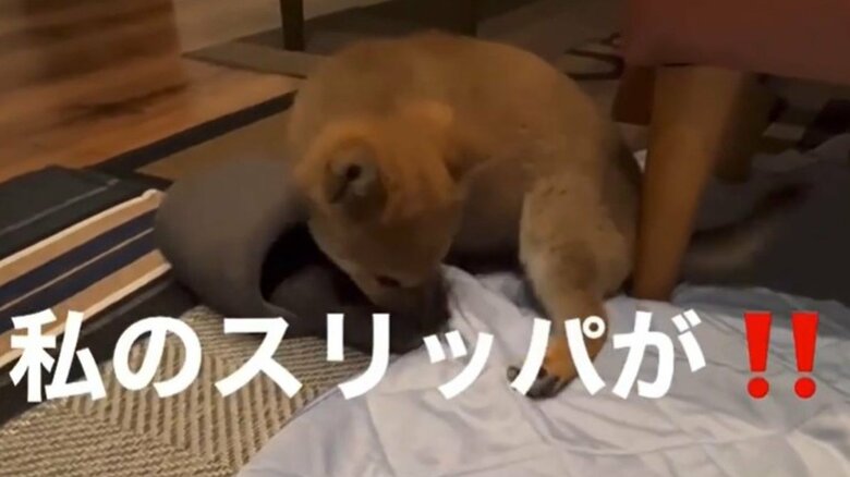 成長とともにやんちゃな一面も