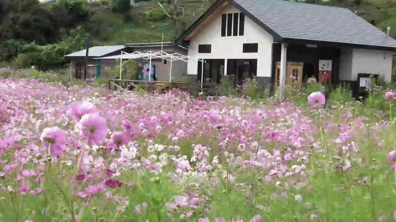 藤井さん夫妻が所有するコスモス畑（震災前）