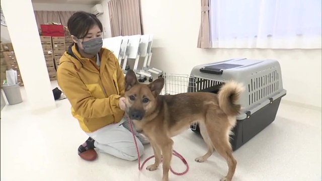 普段からクレートに慣れさせることが大切