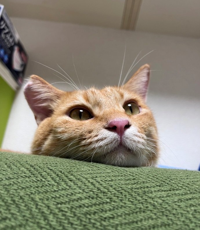 ソファから見つめるてんちゃん