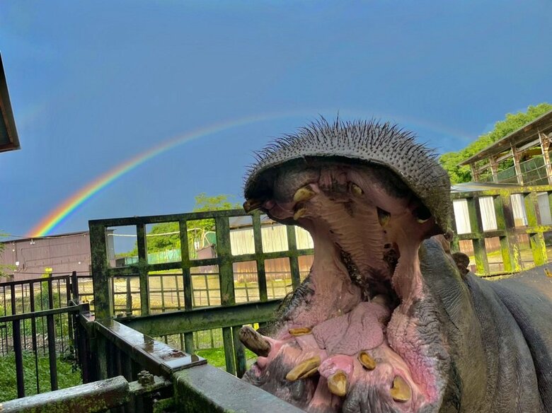 キレイな虹とカバキチくん（提供：那須サファリパーク）