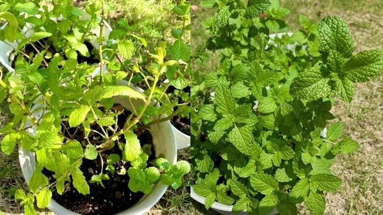 左が6月28日のミント。右がその数日前（提供：みんとんさん）