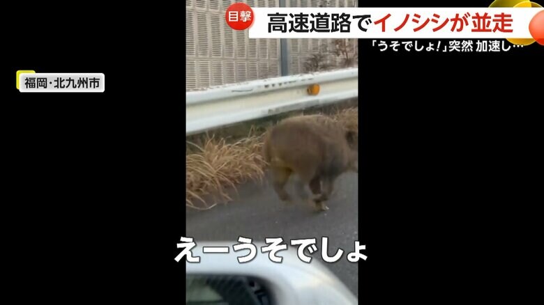 チョコチョコと歩いていたイノシシに悲鳴を上げた目撃者