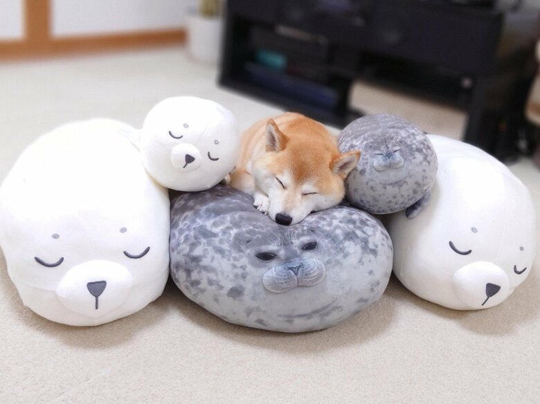 提供：柴犬チャーミーさん