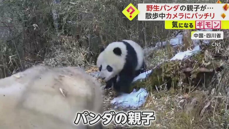 パンダの親子の散歩の様子