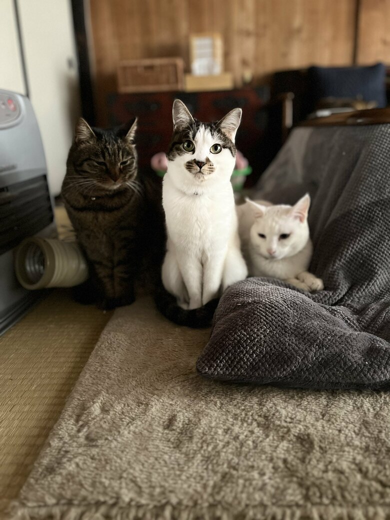 提供：いのうえもんぺさん