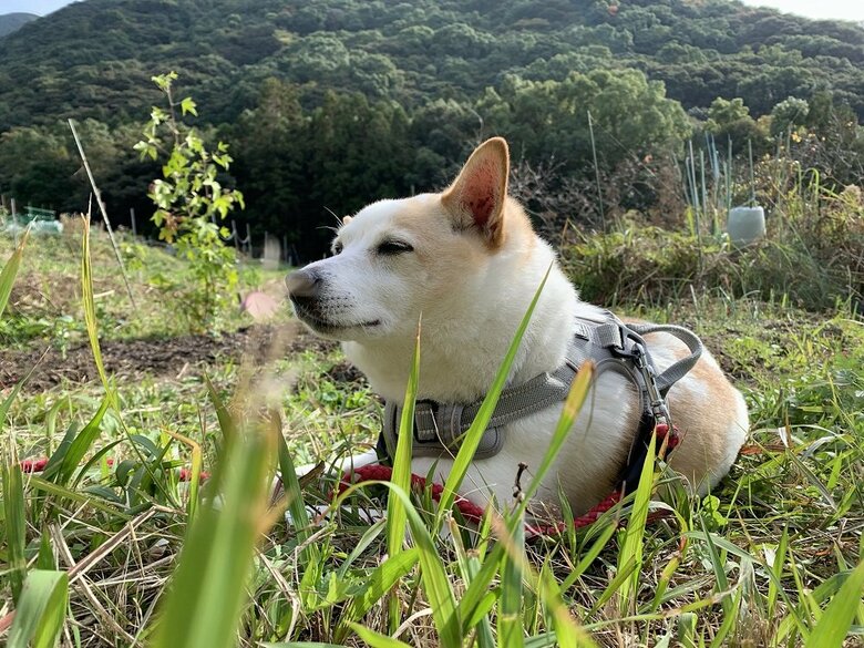 畑に来て自然を満喫中