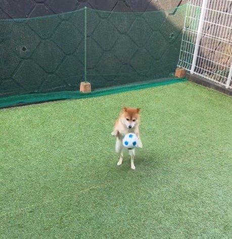 犬用サッカーボールは避けずに遊んでいる（提供：Nerushibaさん）