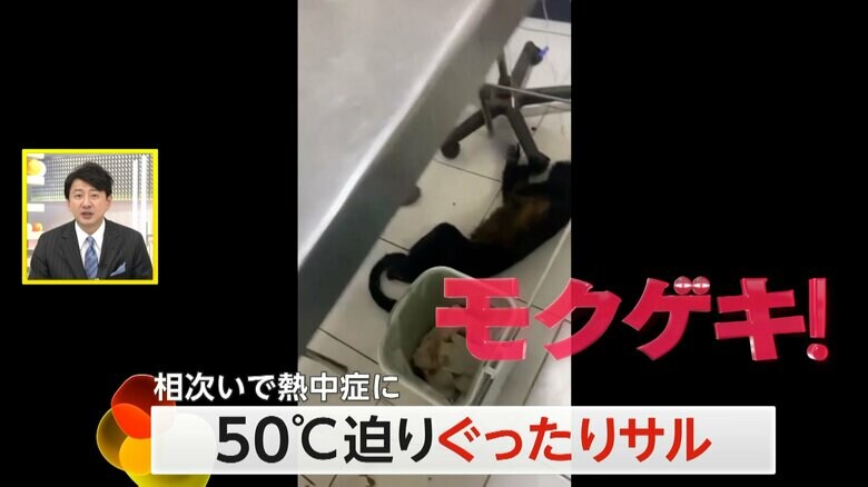 メキシコの病院で撮影された病院の床にぐったりと横たわったサル