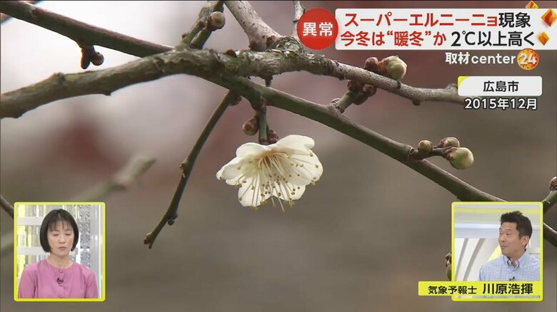 2015年9月のスーパーエルニーニョが発生時に、広島市で咲いたウメの花