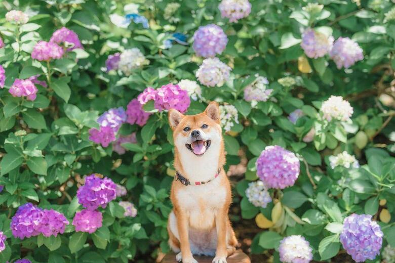 提供：柴犬 むぎさん