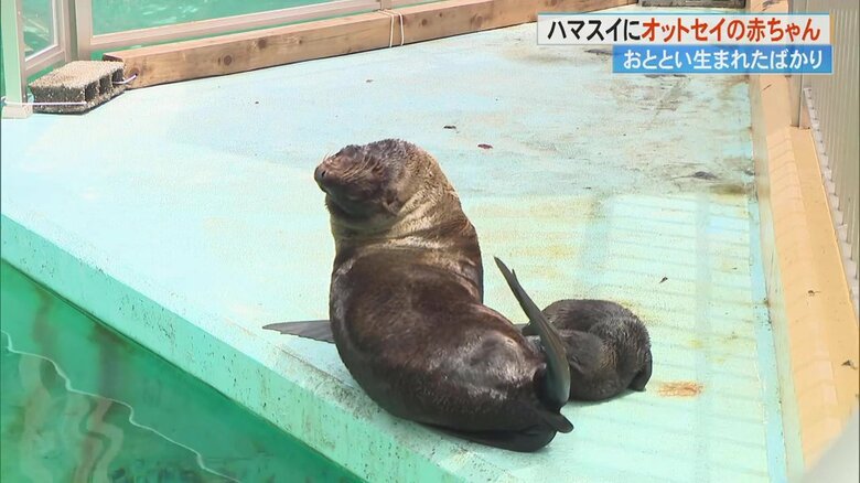 母親の「クオ」と一緒に過ごすオットセイの赤ちゃん