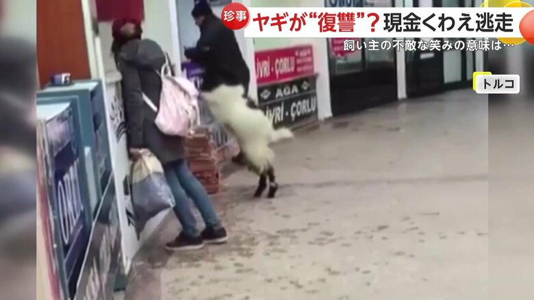 カウンターに乗り出し、顔をのぞかせていたヤギ