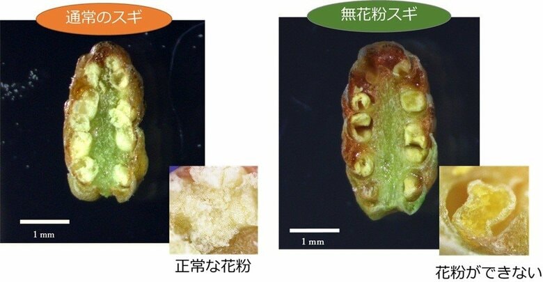通常のスギと無花粉スギの比較